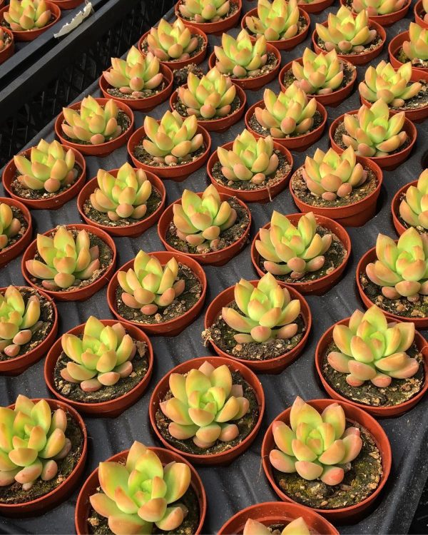 45 Adet Karışık Sukulent - Görsel 2