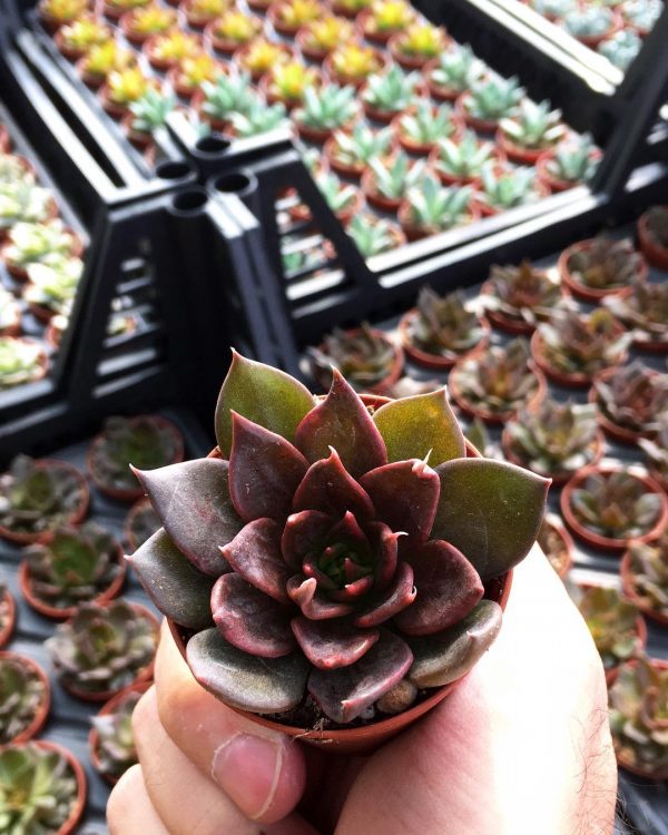 45 Adet Karışık Sukulent - Görsel 4