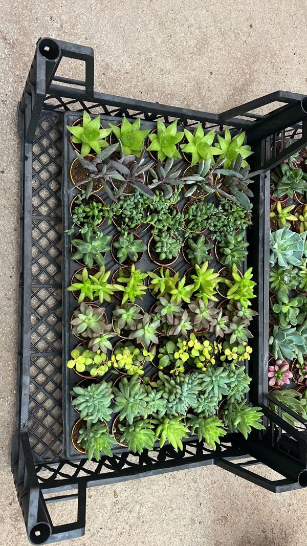 45 Adet Karışık Sukulent - Görsel 8