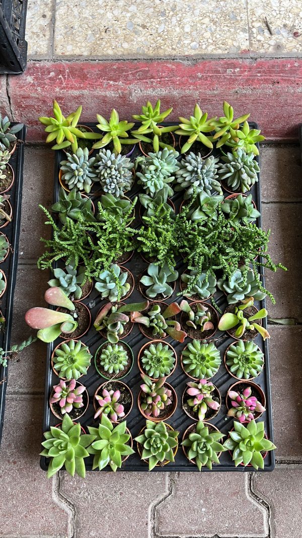 45 Adet Karışık Sukulent - Görsel 3