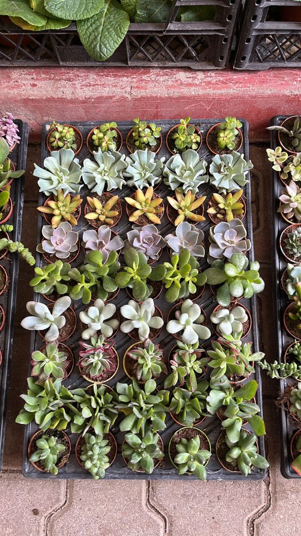 45 Adet Karışık Sukulent - Görsel 7