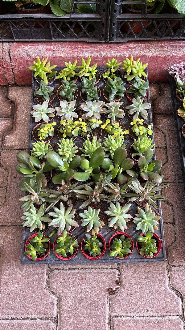 45 Adet Karışık Sukulent - Görsel 4