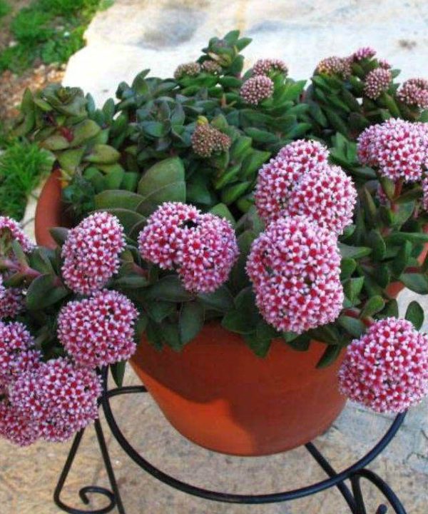 Crassula Springtime 8,5 cm