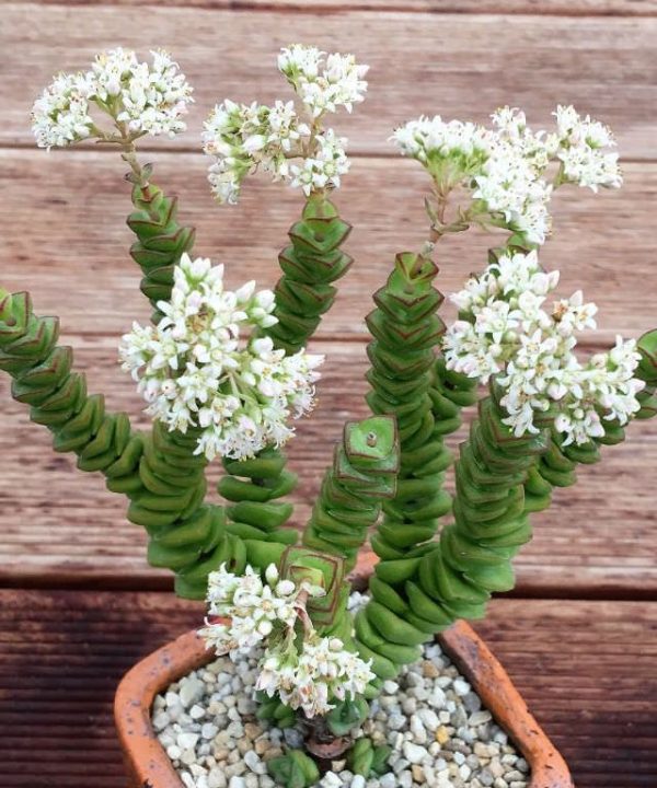 Crassula-Jade-Necklace3 Crassula Jade Necklace3