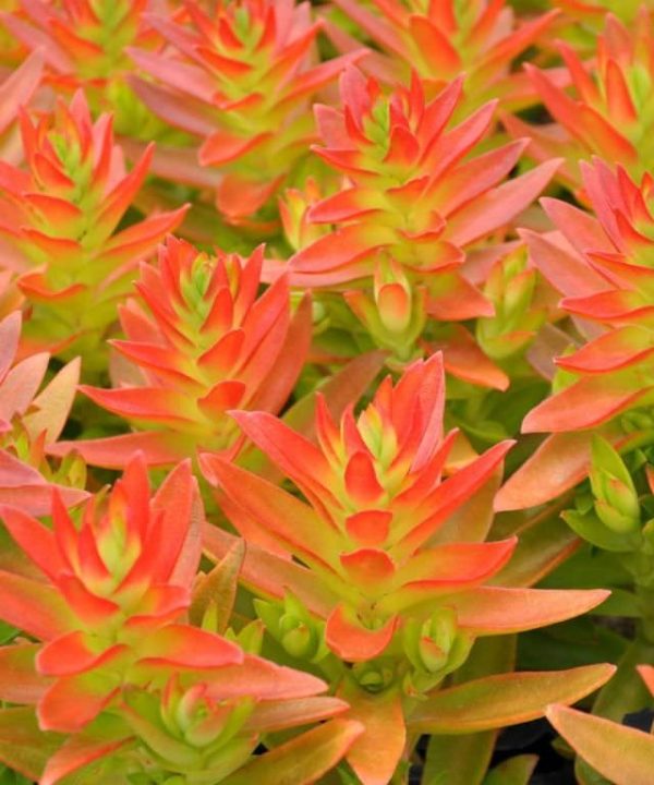 Crassula capitella Campfire1