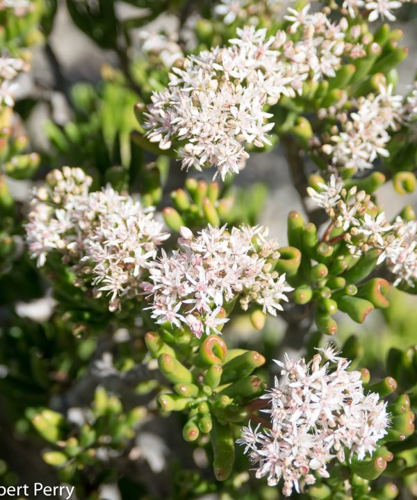 Crassula-ovata-Gollum-2-of-4 Crassula ovata Gollum 2 of 4