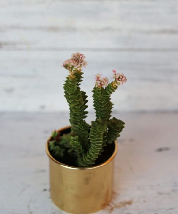 Crassula Green Pagoda 8,5 cm