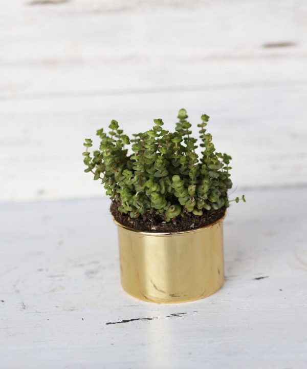 Crassula Marnieriana 8,5 cm