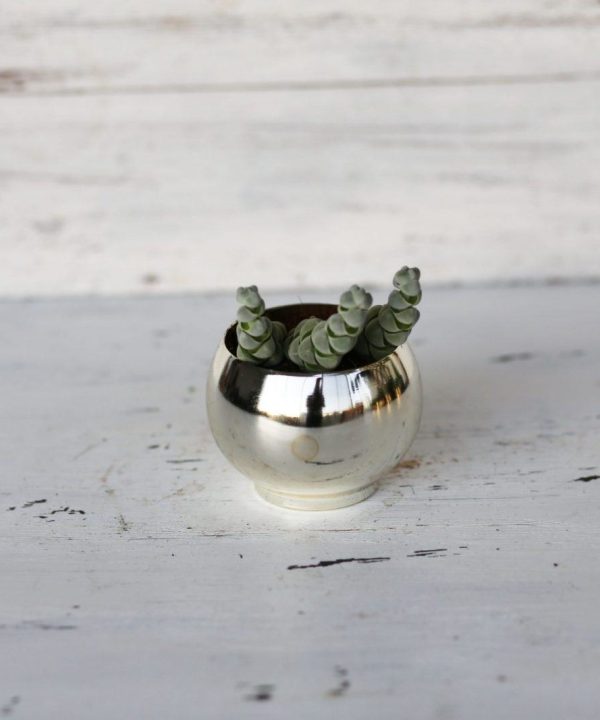 Crassula Plegmatoides, Arta 5,5 cm