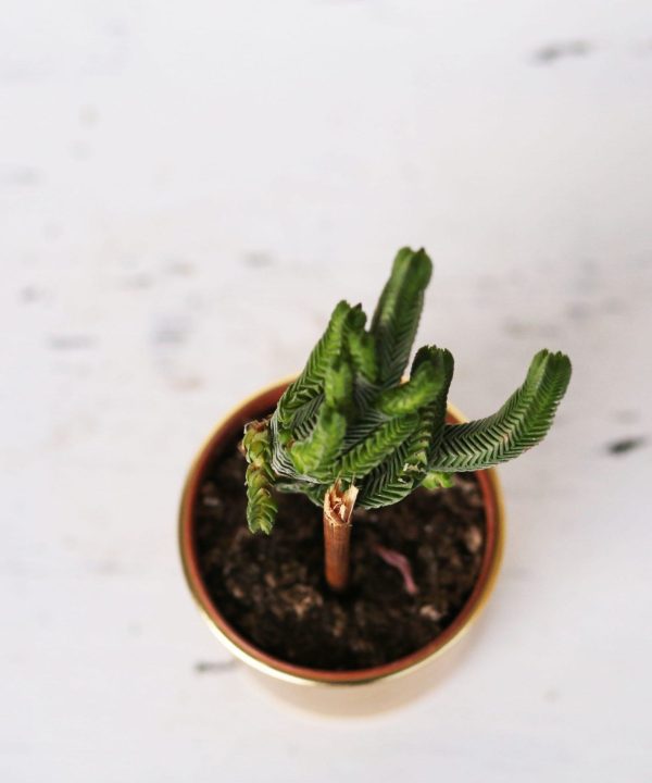 Crassula Pyramidalis 8,5 cm