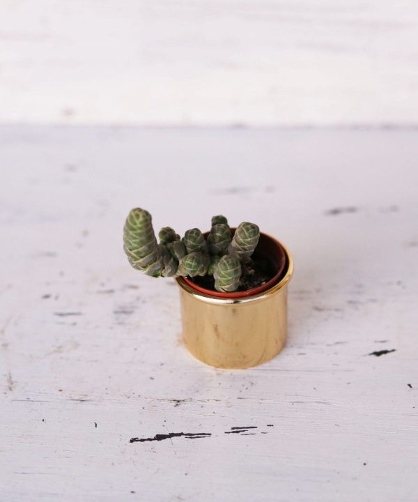 Crassula Plegmatoides, Arta 5,5 cm