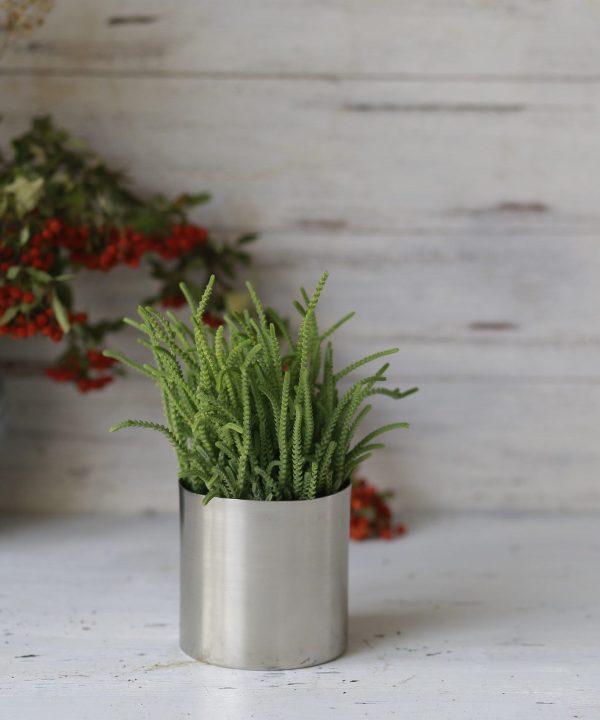 Crassula Muscosa, Crassula lycopodioides ( Prenses Çamı ) 15 cm
