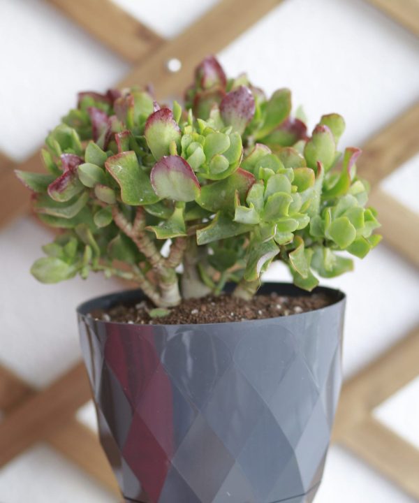 Crassula Arborescens Undulatifolia Kıvırcık Para Ağacı 17 cm