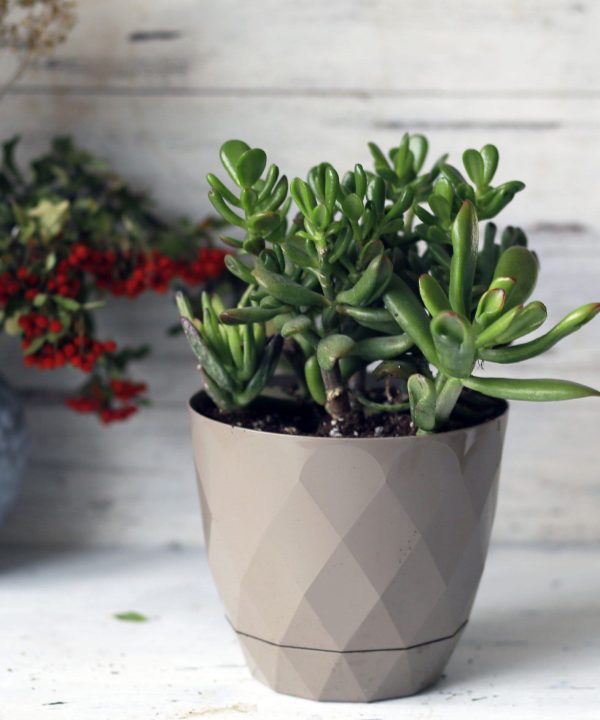 Crassula Gollum Para Ağacı ( Shrek Kulağı ) 17 cm