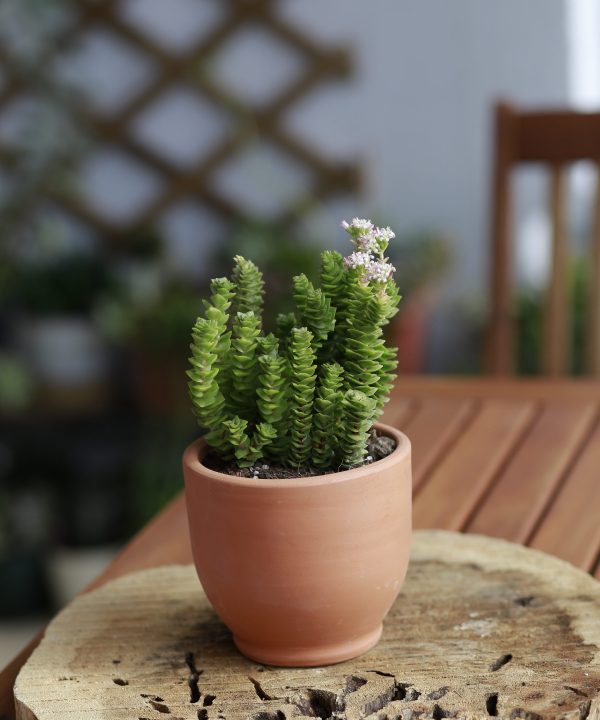 Crassula Green Pagoda 8,5 cm