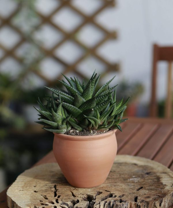 Hawortia Limifolia 15 cm