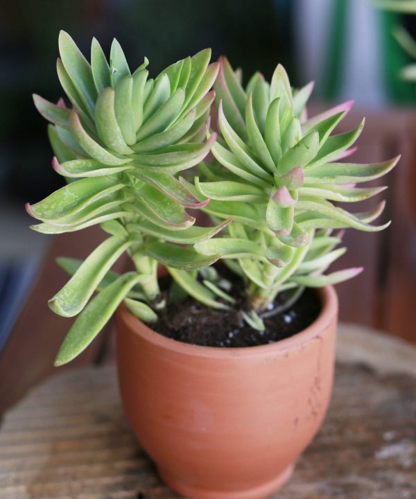 Crassula Capitella Campfire 15 cm