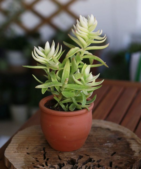 Crassula Capitella Campfire 15 cm