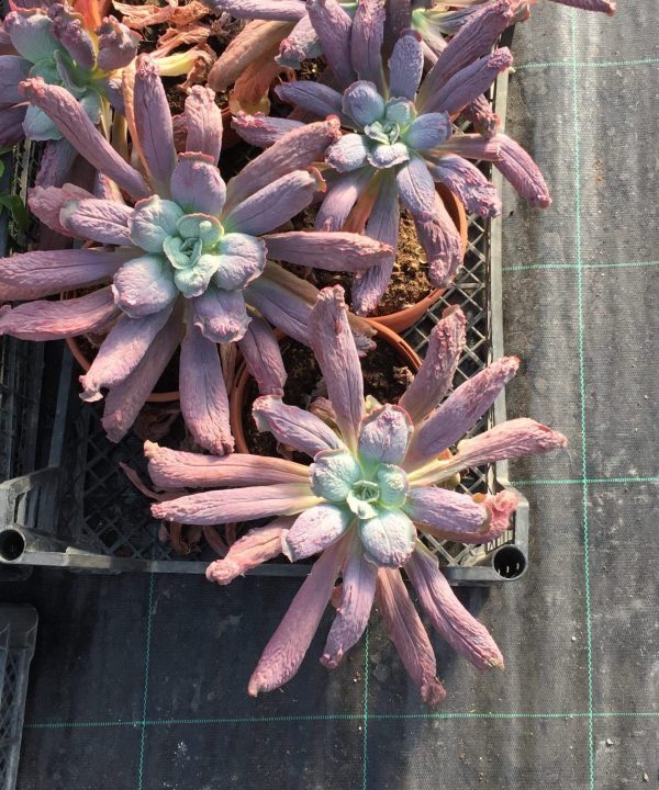 Echeveria Linguas Özel Tür 17 cm