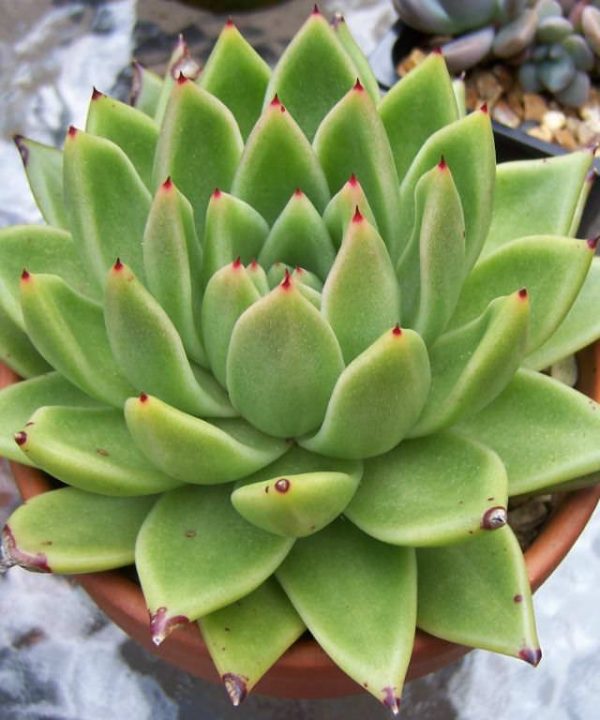 Echeveria Agavoides 8,5 cm