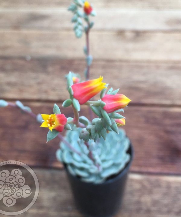 Echeveria_Pinwheel_Tuxpan_2_1400x Echeveria Pinwheel Tuxpan 2 1400x