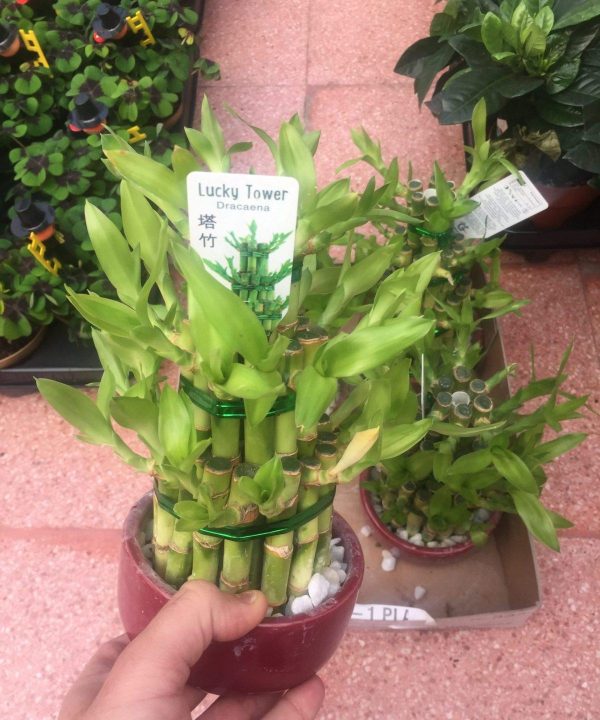 Lucky Tower Bamboo 10 cm