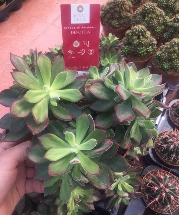 Echeveria Pulvinata Devotion 17 cm