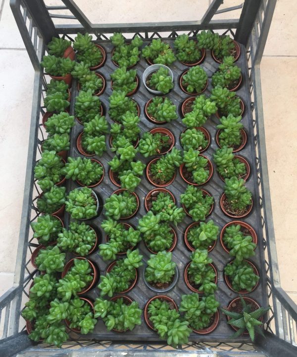 Haworthia Cymbiformis var Obtusa Toptan