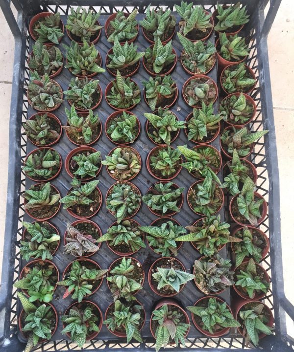 Haworthia