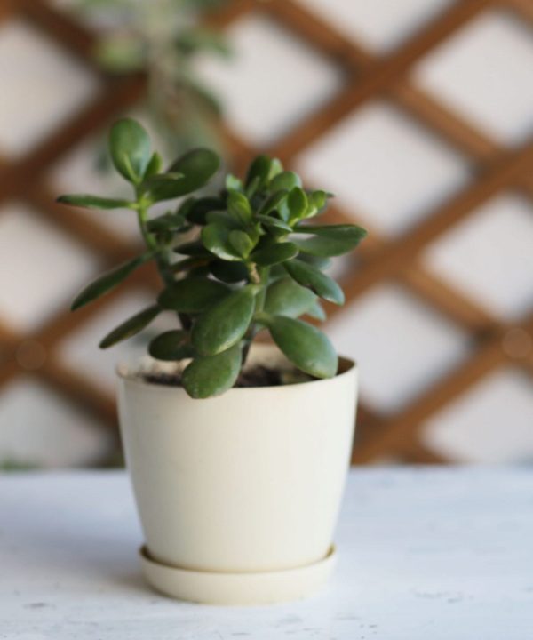 Crassula Ovata ( Para Ağacı,Money Tree, Jade Plant ) 15 cm