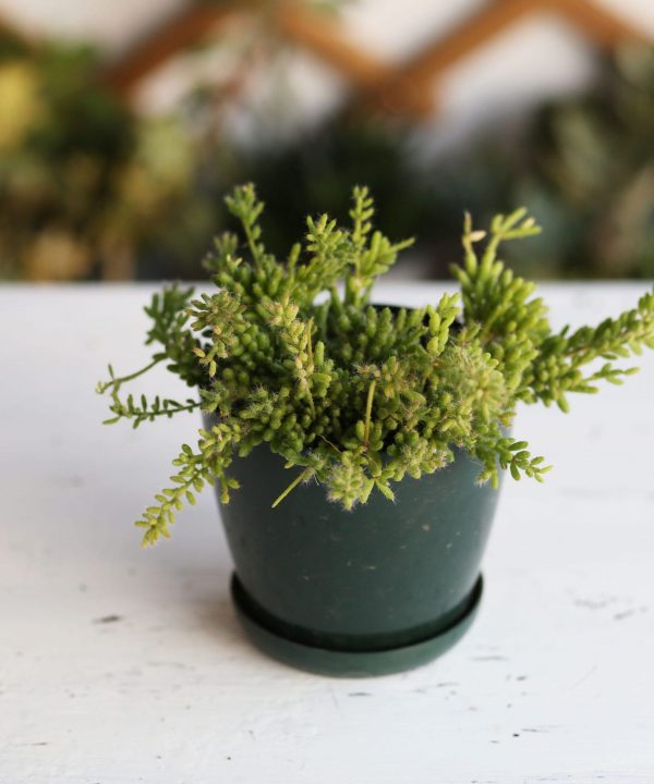 Rhipsalis 15 cm
