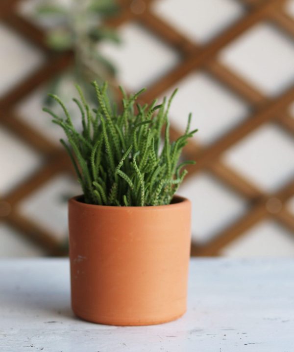 Crassula Muscosa, Crassula lycopodioides ( Prenses Çamı ) 10 cm