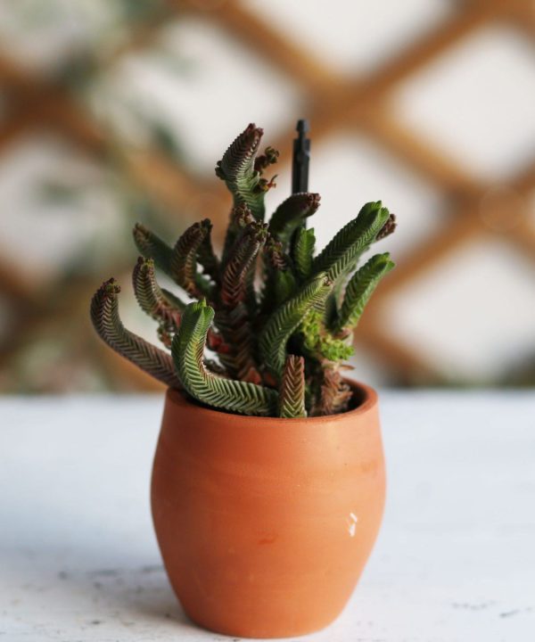 Crassula Pyramidalis 8,5 cm