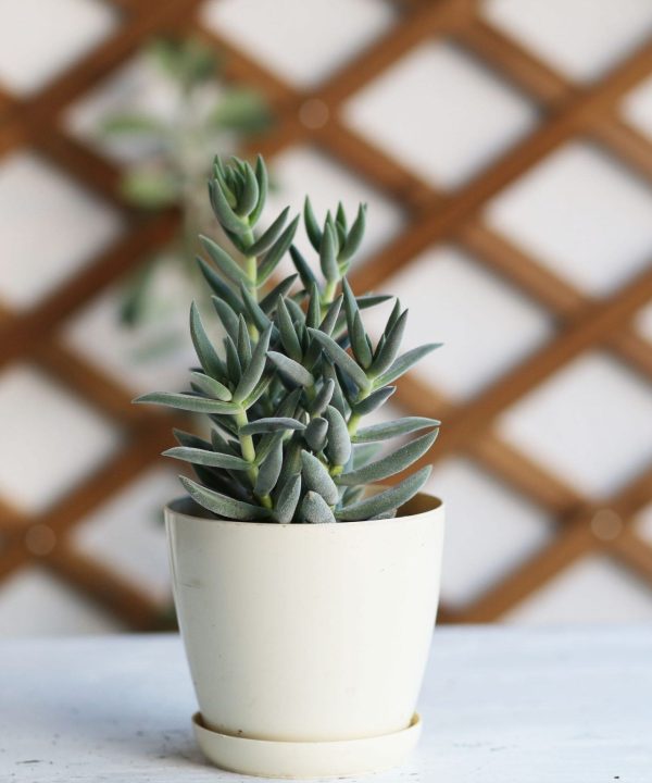 Crassula Jade Mesembryanthemoides 10 cm