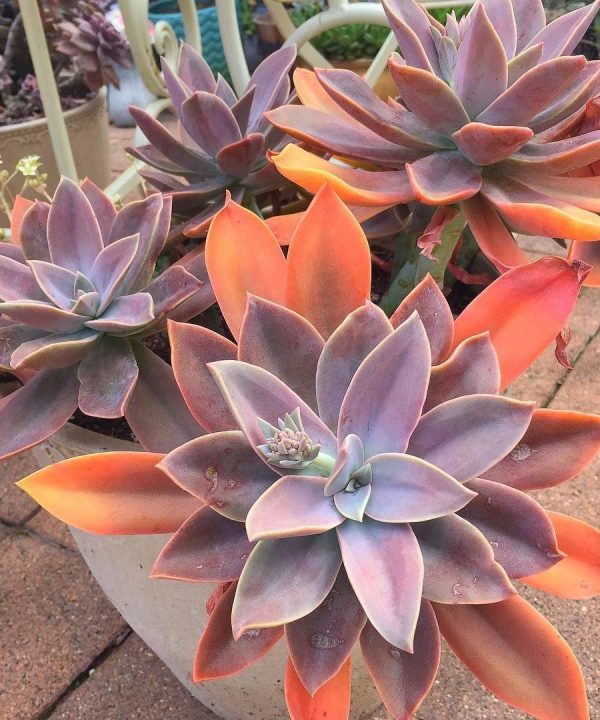 Echeveria Fred İves 8,5 cm