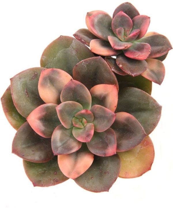 Echeveria Chroma 8,5 cm