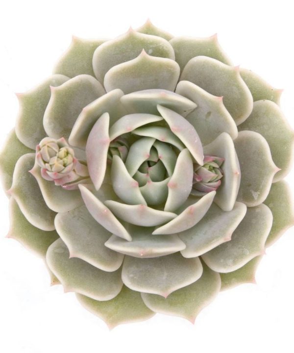 Echeveria Lola 8,5 cm