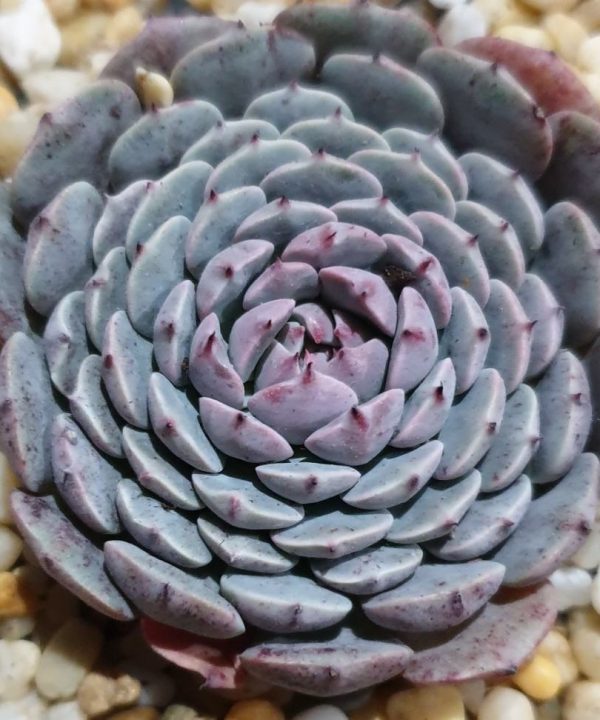 Echeveria Tuxpan 8,5 cm