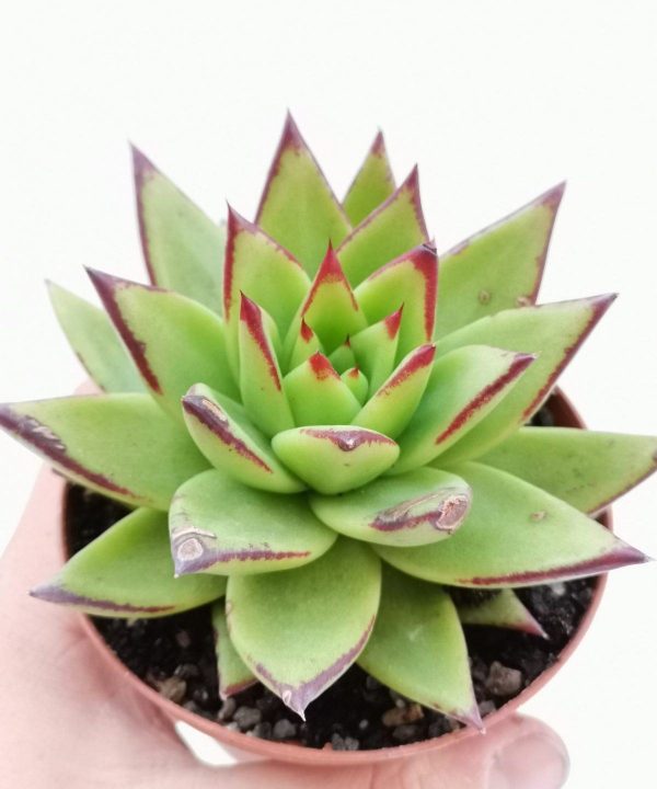 echeveria_agavoides_lipstick_95568 Echeveria agavoides lipstick 95568