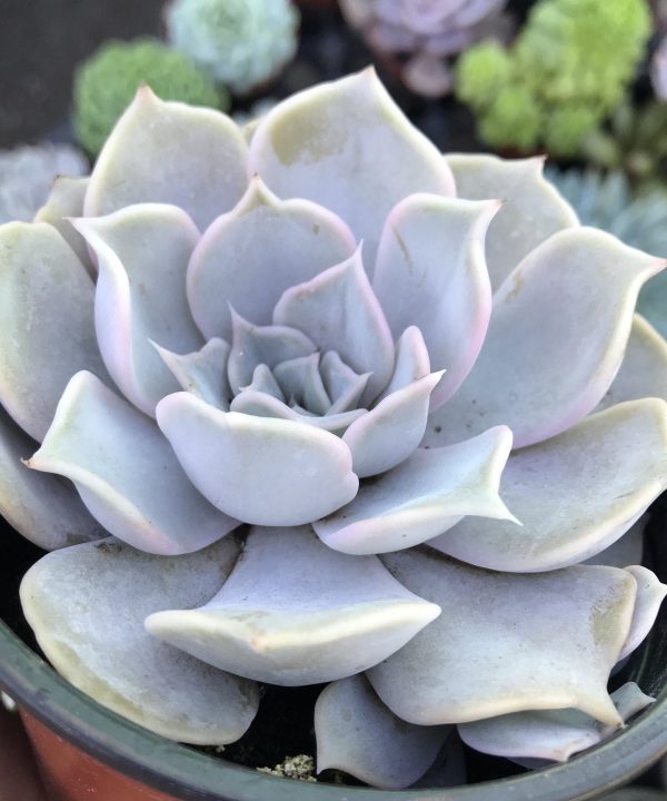 Echeveria Lilacina 8,5 cm