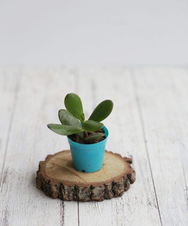 Crassula Ovata 5,5 cm