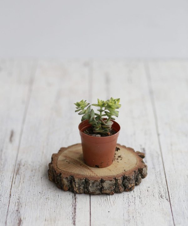 Crassula Perforata Variegata 5,5 cm