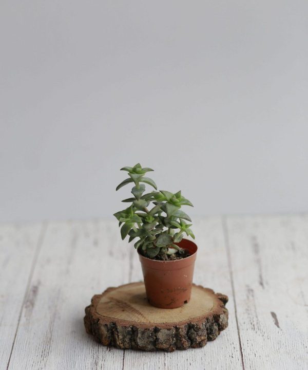 Crassula Perforata 5,5 cm