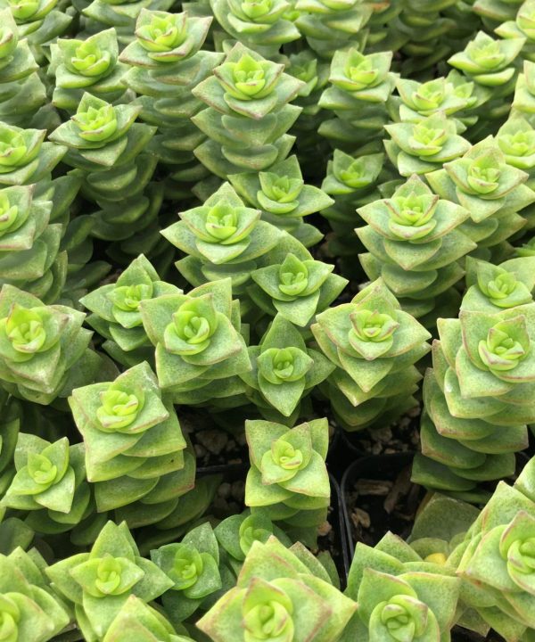 Crassula-perforata-Necklace-Vine-Succulent-October-scaled Crassula perforata Necklace Vine Succulent October scaled