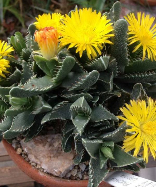 Faucaria-tigrina-Tigers-Jaw3 Faucaria tigrina Tigers Jaw3