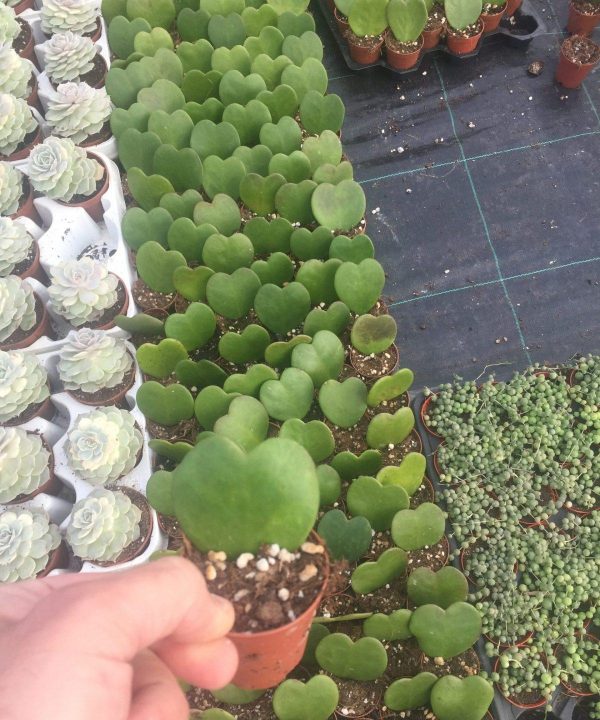 Hoya Kerrii 5,5 cm