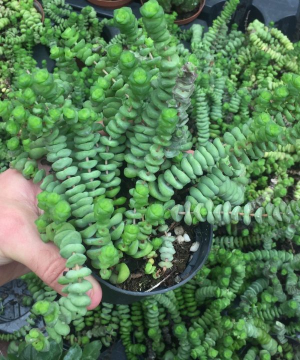 Crassula Marnieriana 10 cm
