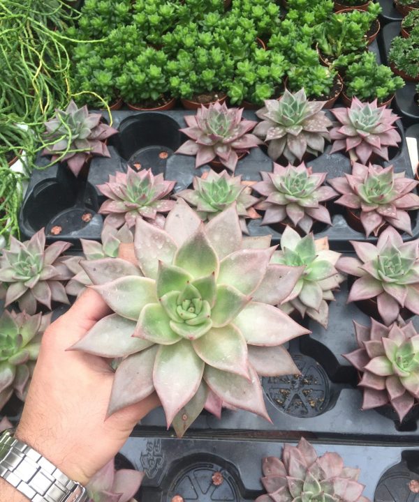 Echeveria Agavoides Celestia 8,5 cm