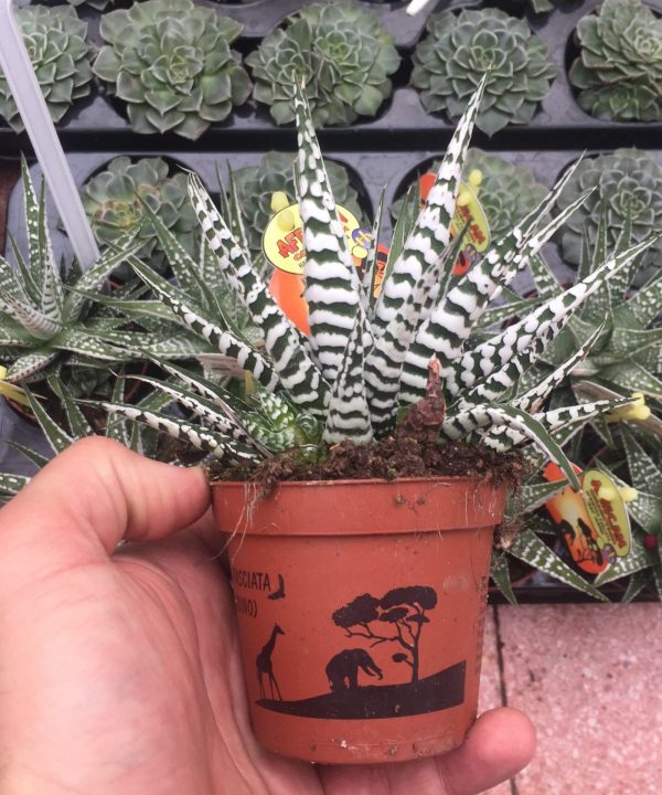 Haworthia Fasciata Albino Zebra Plant 8,,5 cm