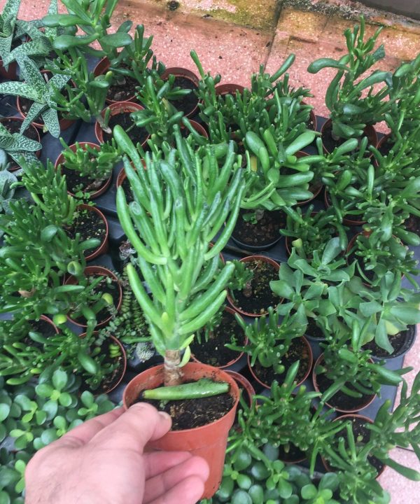 Crassula Gollum Shrek Kulağı 8,5 cm